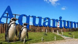 Buscan vender cuatro pingüinos del ex Aquarium por US$40.000.