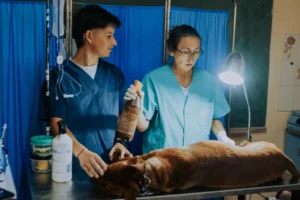 Castraciones gratuitas: dónde estarán los quirófanos móviles la próxima semana