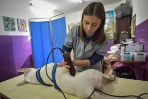 Quirófanos móviles para mascotas: las sedes de la próxima semana