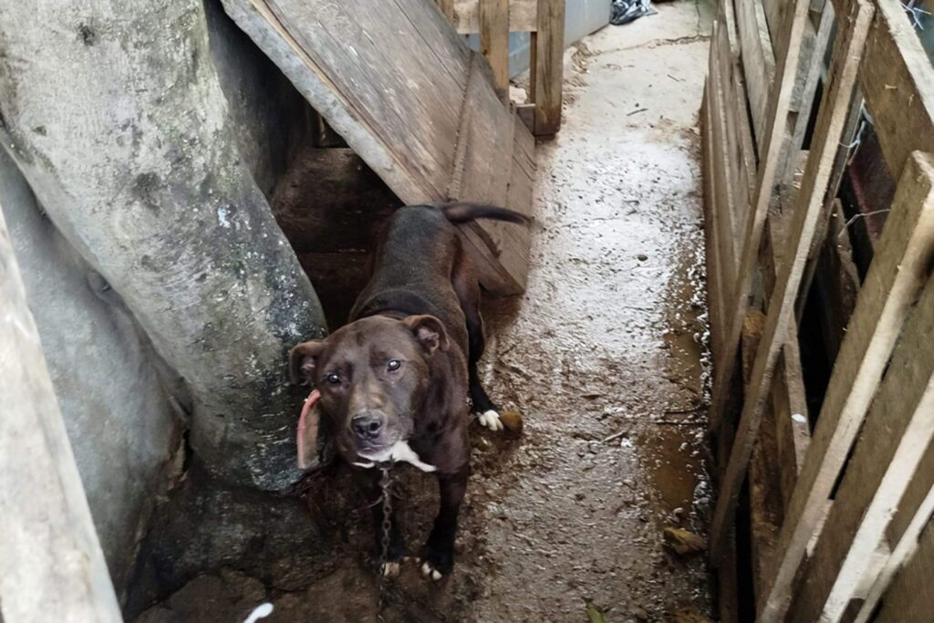 Rescataron a un perro que vivía atado y con lesiones en una vivienda