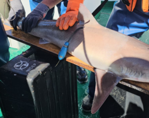 El INIDEP realiza una campaña de marcación de tiburones