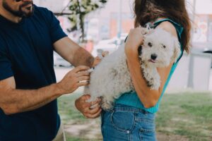 Nuevas ubicaciones de los quirófanos móviles para animales en Mar del Plata
