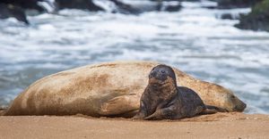 El elefantito marino que nació frente al Unzué cumplió una semana de vida