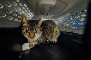 Rescataron a un gato que vivía dentro de una jaula transportadora