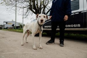 Rescataron a un perro en estado de abandono en el barrio La Herradura