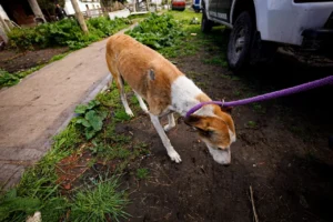 Rescataron a dos perros galgos en San Patricio tras una denuncia por maltrato