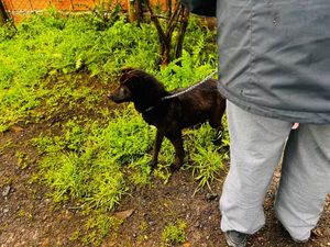 Rescataron a una cachorra enferma tras una denuncia por maltrato animal