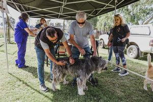 Castraciones y vacunas antirrábicas gratis: todos los puntos de atención